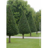 CARPINUS betulus (Charme commun)