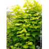 CATALPA bignonioides AUREA (Catalpa doré)