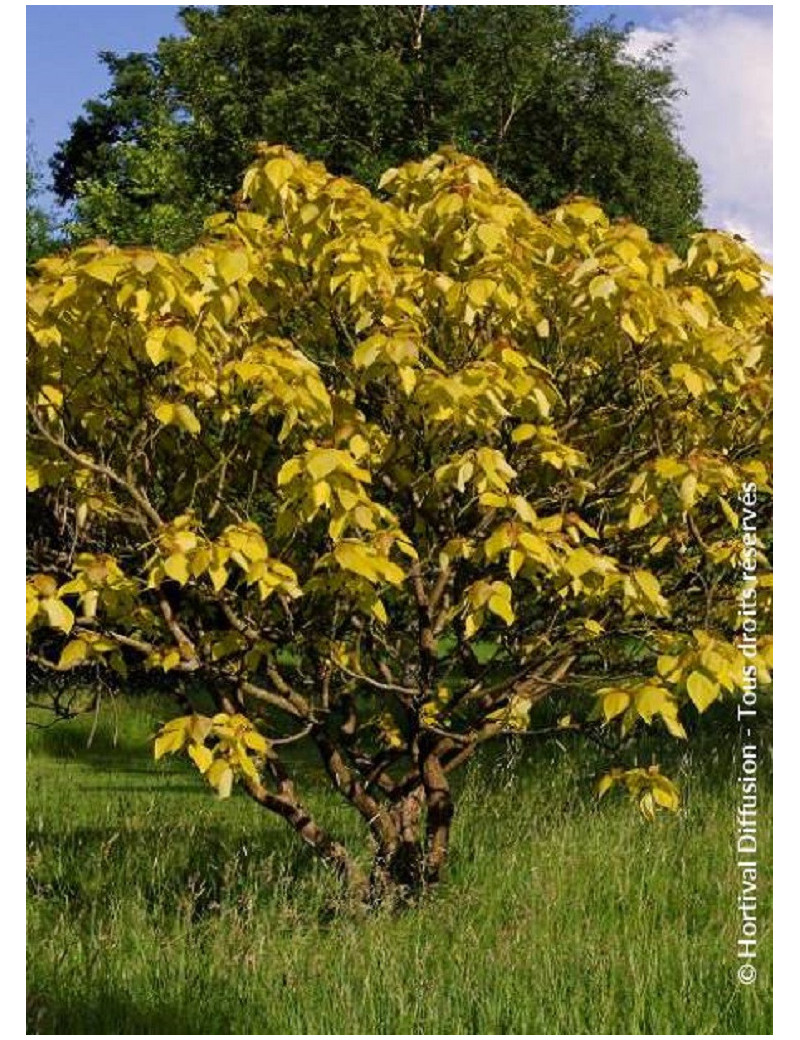 CATALPA bignonioides AUREA (Catalpa doré)