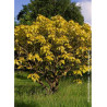 CATALPA bignonioides AUREA (Catalpa doré)