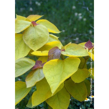 CATALPA bignonioides AUREA (Catalpa doré)