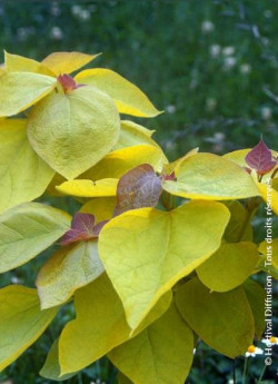 CATALPA bignonioides AUREA