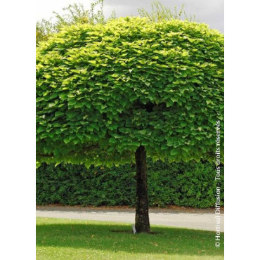 CATALPA bignonioides NANA (Catalpa boule)