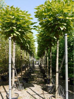 CATALPA bignonioides NANA En pot de 35-50 litres tige hauteur du tronc 190-210 cm circonférence du tronc 14-16 cm