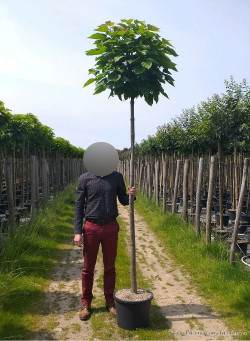 CATALPA bignonioides NANA En pot de 25-30 litres tige hauteur du tronc 190-210 cm circonférence du tronc 10-12 cm