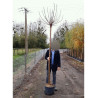 CATALPA bignonioides NANA En pot de 25-30 litres forme tige hauteur du tronc 180-200 cm
