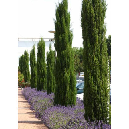CUPRESSUS sempervirens STRICTA (Cyprès d'Italie)