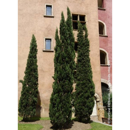 CUPRESSUS sempervirens STRICTA (Cyprès d'Italie)