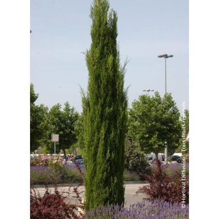 CUPRESSUS sempervirens STRICTA (Cyprès d'Italie)