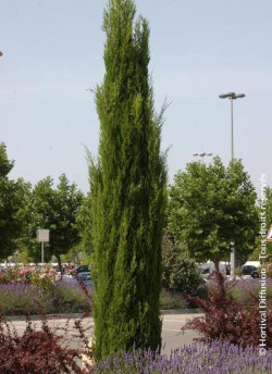 CUPRESSUS sempervirens STRICTA
