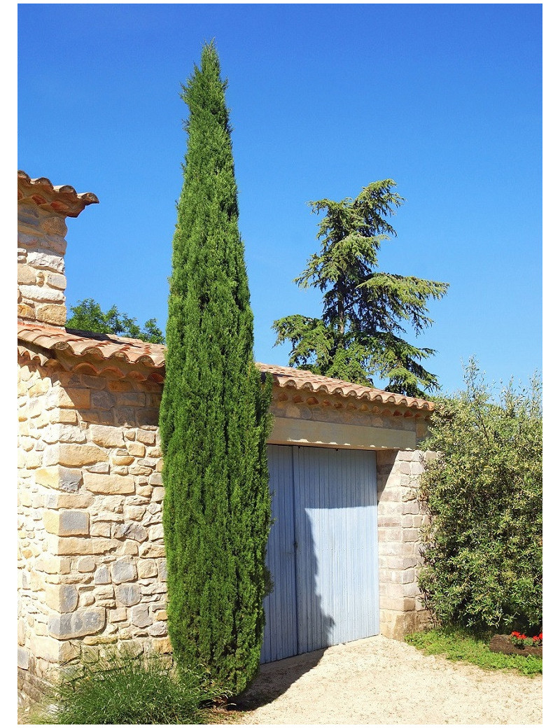 CUPRESSUS sempervirens STRICTA (Cyprès d'Italie)