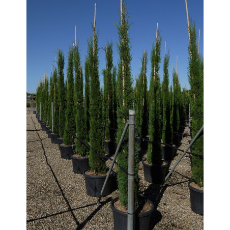 CUPRESSUS sempervirens STRICTA (Cyprès d'Italie)