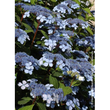 HYDRANGEA serrata BLUEBIRD (Hortensia des montagnes)