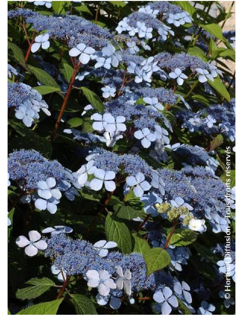 HYDRANGEA serrata BLUEBIRD (Hortensia des montagnes)