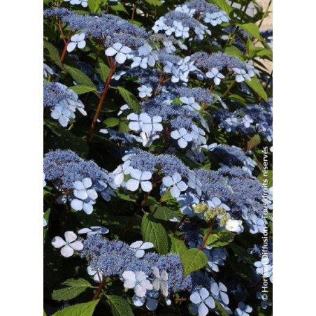 HYDRANGEA serrata BLUEBIRD (Hortensia des montagnes)