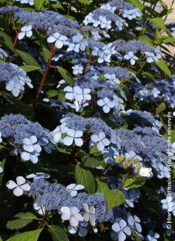 HYDRANGEA serrata BLUEBIRD