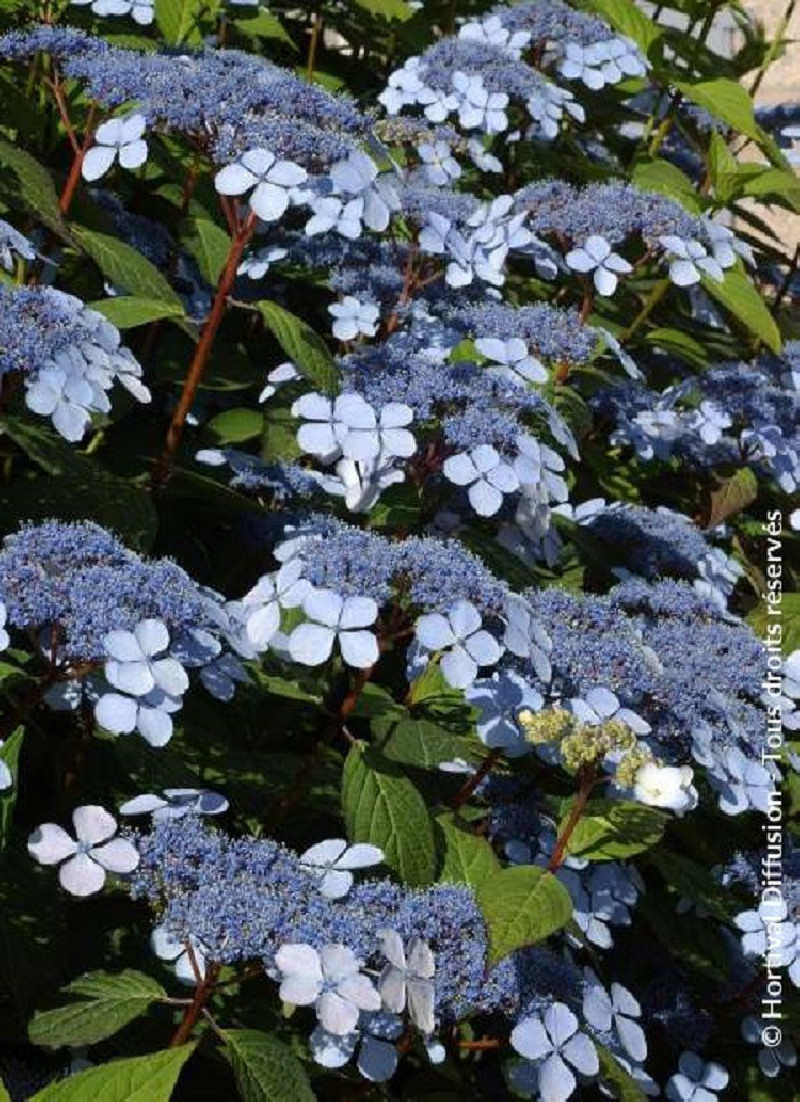 HYDRANGEA serrata BLUEBIRD