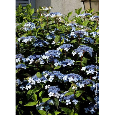 HYDRANGEA serrata BLUEBIRD (Hortensia des montagnes)