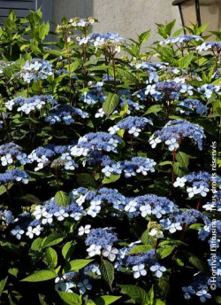 HYDRANGEA serrata BLUEBIRD