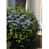 HYDRANGEA serrata BLUEBIRD (Hortensia des montagnes)