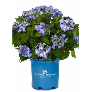 HYDRANGEA ENDLESS SUMMER TWIST-N-SHOUT BLEU®  (Hortensia)