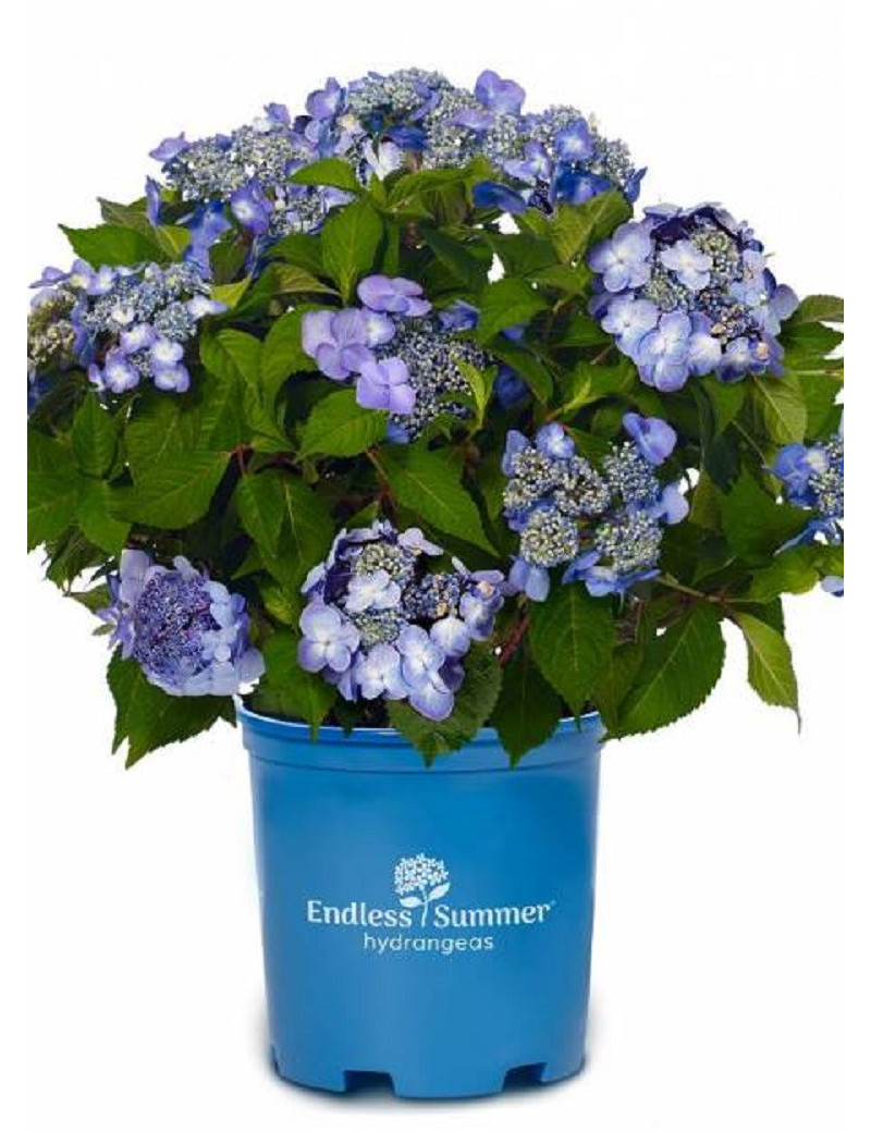 HYDRANGEA ENDLESS SUMMER TWIST-N-SHOUT BLEU®  (Hortensia)