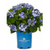 HYDRANGEA ENDLESS SUMMER TWIST-N-SHOUT BLEU®  (Hortensia)