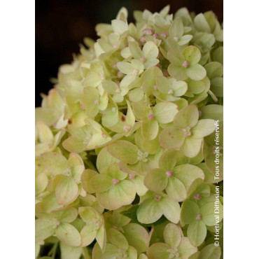 HYDRANGEA paniculata LITTLE LIME® (Hortensia paniculé)