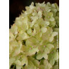 HYDRANGEA paniculata LITTLE LIME® (Hortensia paniculé)