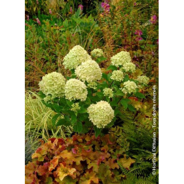 HYDRANGEA paniculata LITTLE LIME® (Hortensia paniculé)