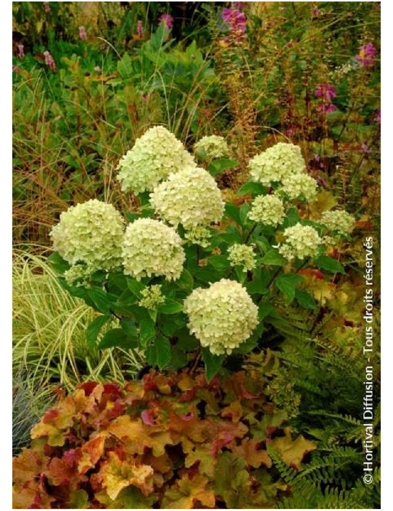 HYDRANGEA paniculata LITTLE LIME® (Hortensia paniculé)