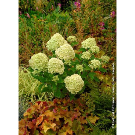 HYDRANGEA paniculata LITTLE LIME® (Hortensia paniculé)