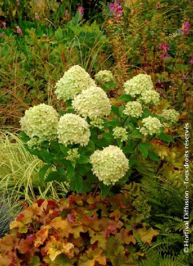 HYDRANGEA paniculata LITTLE LIME