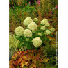 HYDRANGEA paniculata LITTLE LIME® (Hortensia paniculé)