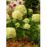 HYDRANGEA paniculata LITTLE LIME® (Hortensia paniculé)