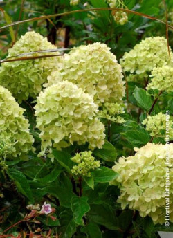 HYDRANGEA paniculata LITTLE LIME