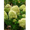 HYDRANGEA paniculata LITTLE LIME® (Hortensia paniculé)