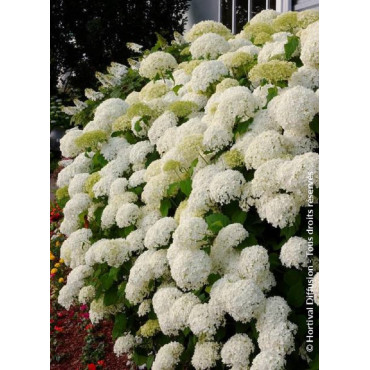 HYDRANGEA arborescens ANNABELLE (Hortensia arbustif)