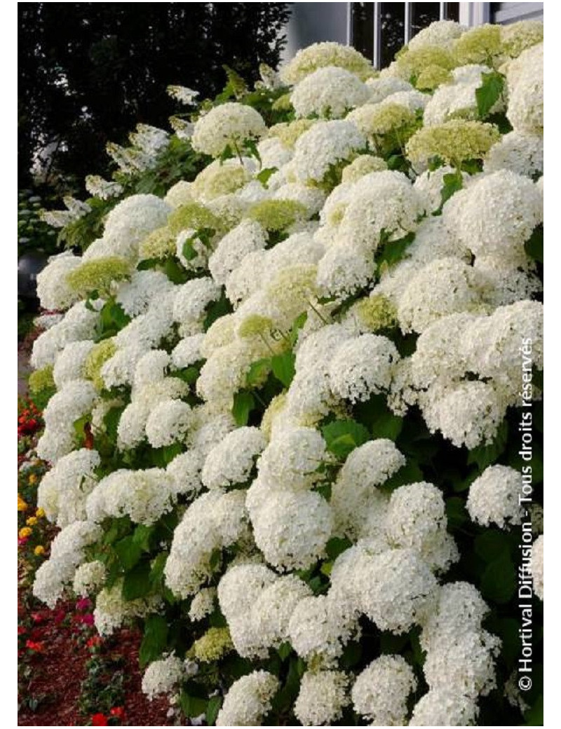 HYDRANGEA arborescens ANNABELLE (Hortensia arbustif)