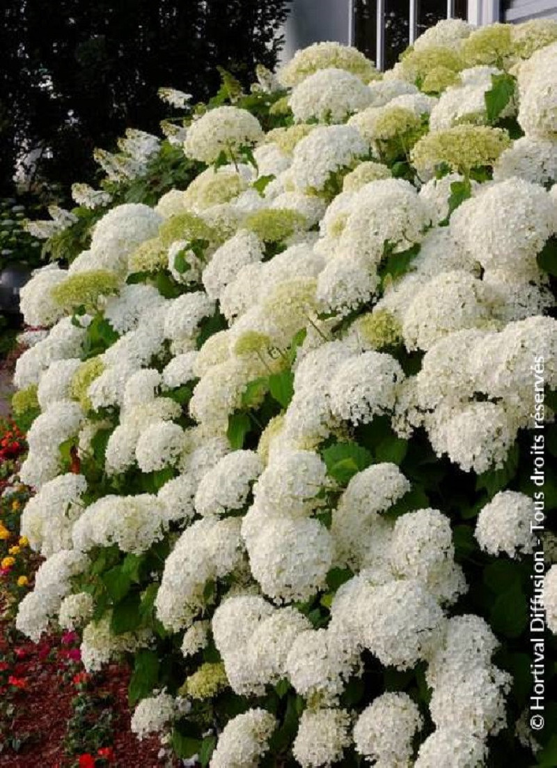 HYDRANGEA arborescens ANNABELLE