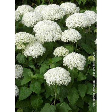 HYDRANGEA arborescens ANNABELLE (Hortensia arbustif)