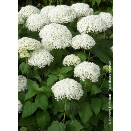 HYDRANGEA arborescens ANNABELLE (Hortensia arbustif)