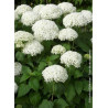 HYDRANGEA arborescens ANNABELLE (Hortensia arbustif)