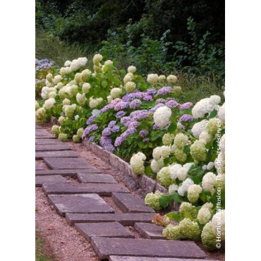 HYDRANGEA arborescens ANNABELLE (Hortensia arbustif)