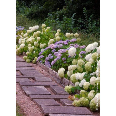 HYDRANGEA arborescens ANNABELLE (Hortensia arbustif)