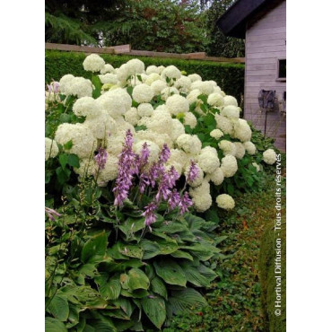 HYDRANGEA arborescens ANNABELLE (Hortensia arbustif)