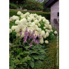 HYDRANGEA arborescens ANNABELLE (Hortensia arbustif)