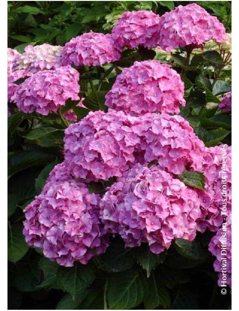 HYDRANGEA BENELUX ROSE (Hortensia)