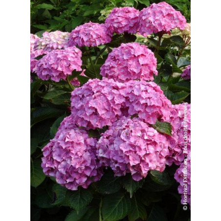 HYDRANGEA BENELUX ROSE (Hortensia)