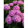 HYDRANGEA BENELUX ROSE (Hortensia)